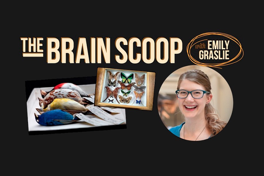 Emily Grasse presenting the Brain Scoop, engaging young learners with fun science content on YouTube